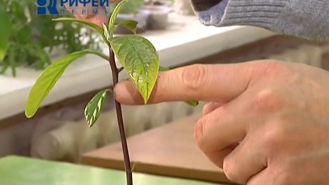 Сюжет Вырастить Имбирь 31 03 14 смотреть онлайн