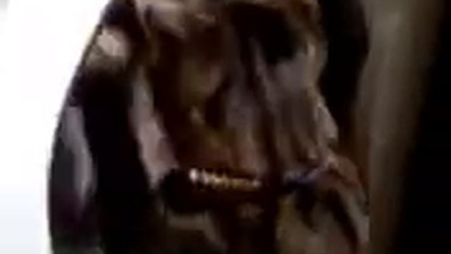 Il gatto e la lavatrice смотреть онлайн