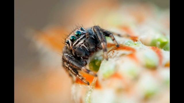 Паук-скакунчик (Evarcha arcuata) самец. слайдшоу смотреть онлайн