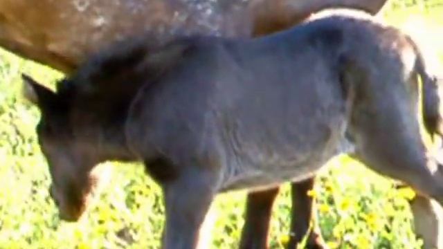Cavalli Falabella - Falabella Horses смотреть онлайн