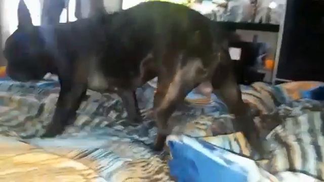 Невероятная дружба Французского бульдога с кошкой смотреть онлайн