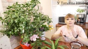 СУПЕР! Универсальное УДОБРЕНИЕ для КОМНАТНЫХ РАСТЕНИЙ: B1, B6, B12