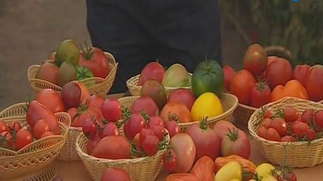 Вся правда о помидорах: какие самые вкусные и полезные, а какими можно играть в футбол.