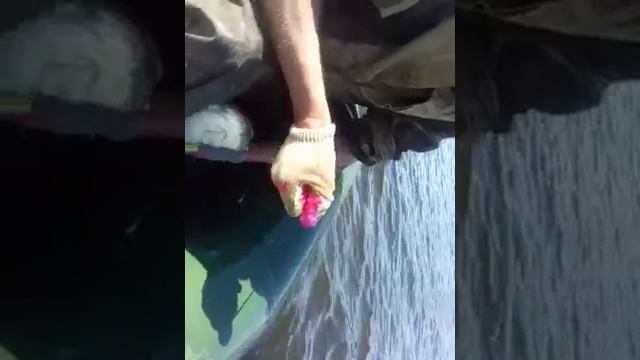 Ловля сома на перемёт .Саратов смотреть онлайн