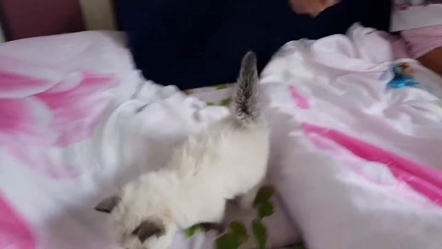 КОТЁНОК УМКА. У МЕНЯ ПОЯВИЛСЯ КОТЁНОК. САМЫЙ МИЛЕНЬКИЙ КОТЁНОК. смотреть онлайн