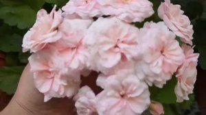 пеларгония сорт Леона Галактика