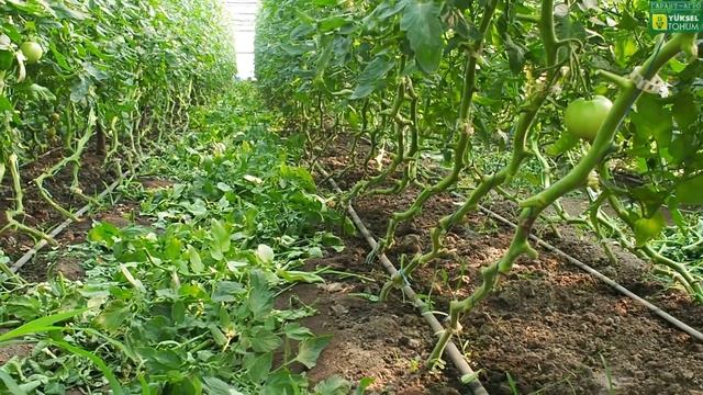 Черный томат Сашер, Биг Сашер. Промазка стеблей от серой гнили. Обрезка томатных листьев. смотреть онлайн