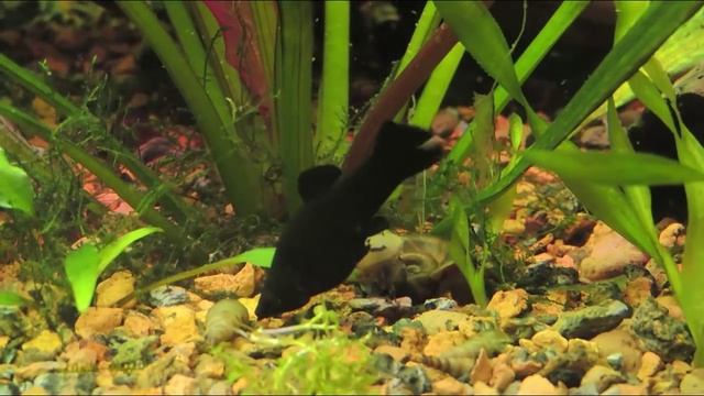 Песчаная улитка Мелания(Melanoides tuberculata) смотреть онлайн