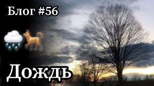 Охота с лайками в моросящий дождь