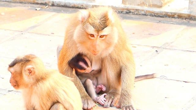 #monkey #MonkeyLife #animallove The Beautiful Tiny Monkeys SASA and Baby Monkey смотреть онлайн