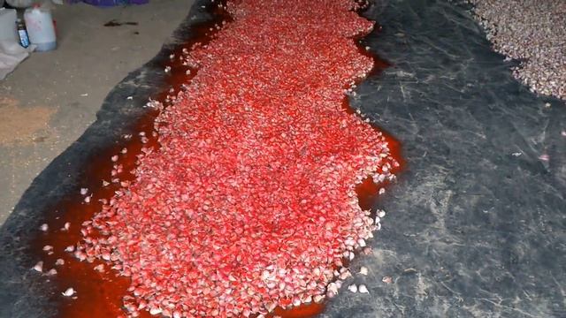 Протравливание чеснока перед посадкой. Протравитель + микроудобрение + регулятор роста. смотреть онлайн