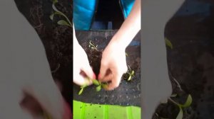 Однолетний флокс Веселый гном