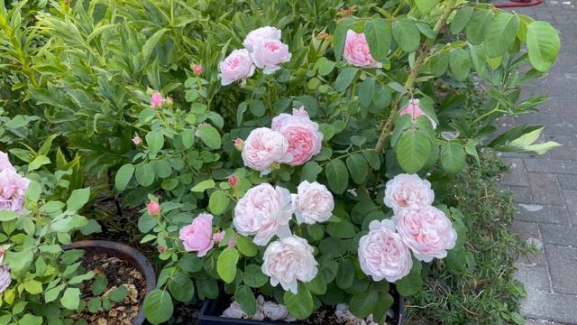 Eustacia Vye - David Austin rose, 2022 смотреть онлайн