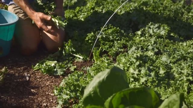 Deleaf Plants for Six Great Benefits смотреть онлайн