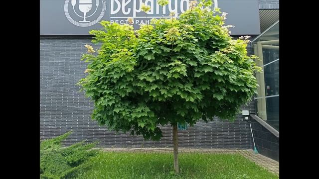 Доступный смартфон Realme C25 смотреть онлайн