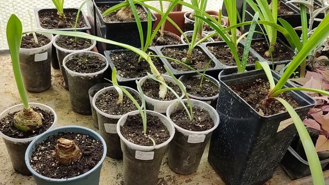 Как упаковать гиппеаструмы в посылку и что делать при получении! смотреть онлайн