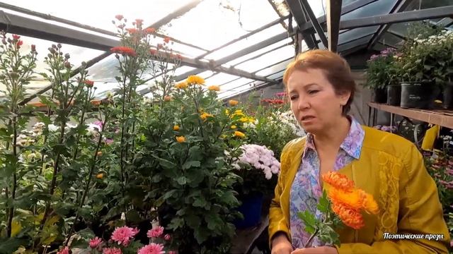 Хризантема - удивительный мир цветов! смотреть онлайн