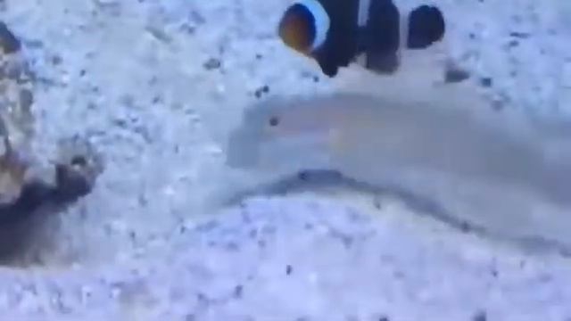puu funny fish f*ck you смотреть онлайн