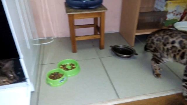 Вязка кошки 'Лиса'.cats mating!!!часть 1. смотреть онлайн