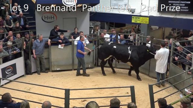 Steady trade for British Blue cattle at Carlisle смотреть онлайн