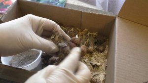 Каллы проснулись! Отделяю детки, ставлю на укоренение.