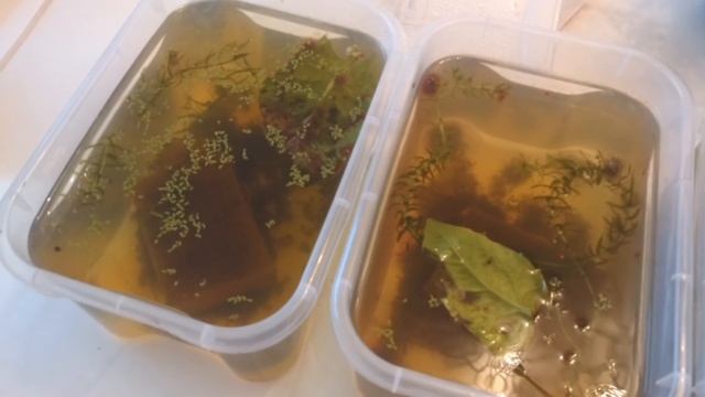 Аулофорус водяная змейка.Циклоп. Мой способ разведения. смотреть онлайн