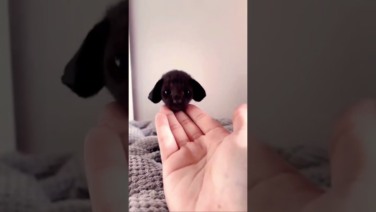 ▷Котенок сфинкс◁ смотреть онлайн