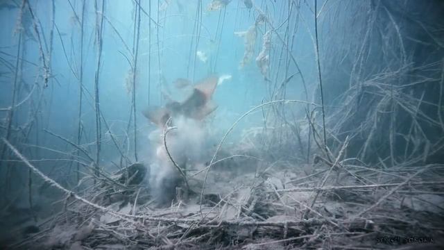ДОКТОР МОМ ТВОРИТ ЧУДЕСА! ОГРОМНЫЕ ЛИНИ И РАКИ! Подводная съемка смотреть онлайн