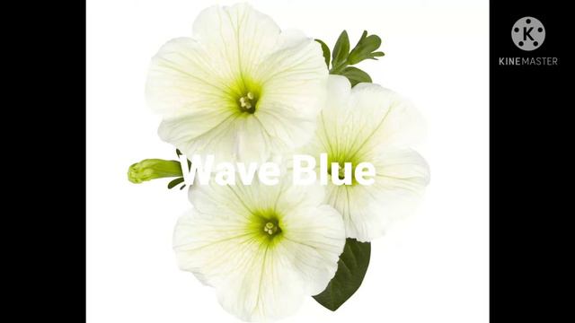 Petunia Part-2/Scent Of Petunias Had The Power ...spirits/పెటూనియా వాసనకు ఆత్మలు...