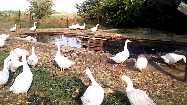 Как я кормлю гусей летом. смотреть онлайн