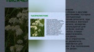 Тысячелистник обыкновенный и его лечебные свойства