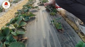 Обрезка клубники весной