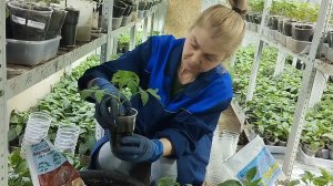 Перевалка томатов и перевалка перцев. Главное отличие.