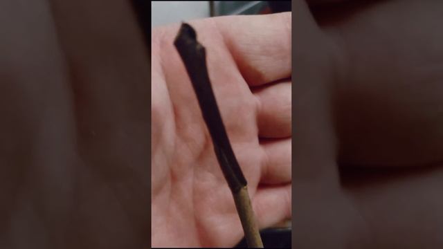 Прививка Азимины с результатом. смотреть онлайн