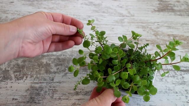 Очитки из семян смотреть онлайн