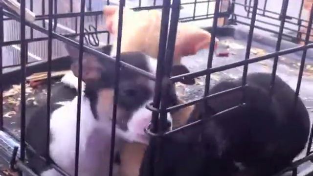 очаровашки-щенки cutie cubs смотреть онлайн