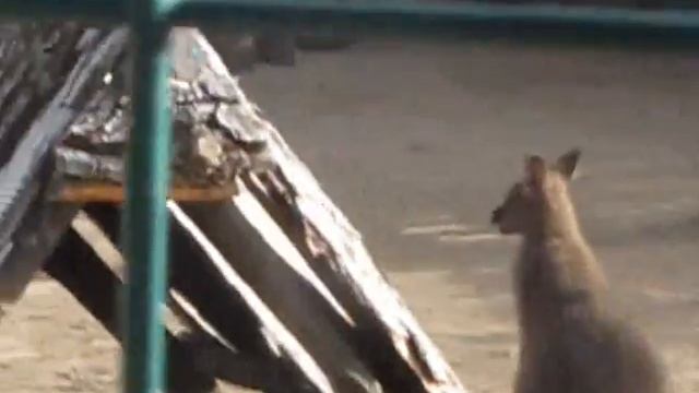 Поездка в Харьковский зоопарк Фельдмана. смотреть онлайн