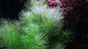 Выбираем лучшие растения заднего плана! - Новый вид старого аквариума