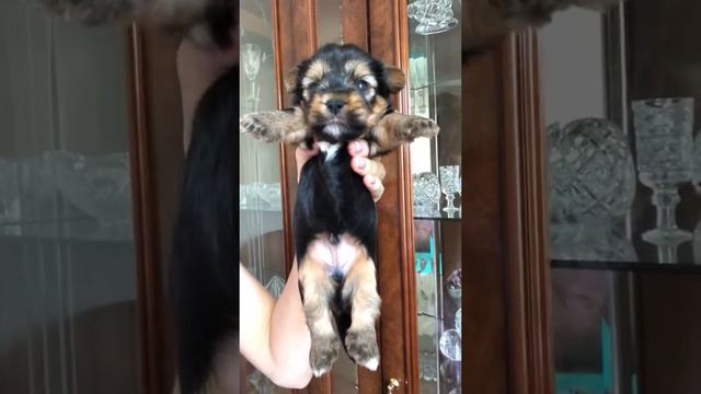 Мальчик чёрный Йорк смотреть онлайн