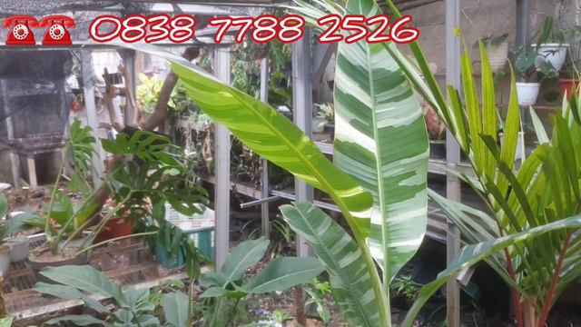 UP DATE TANAMAN DI RAISA GARDEN,YELLOW MARLIN MENORITA смотреть онлайн