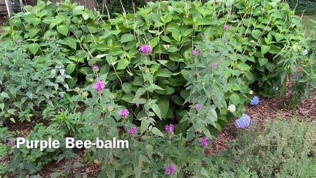 Intro to 2020 Butterfly Gardening смотреть онлайн