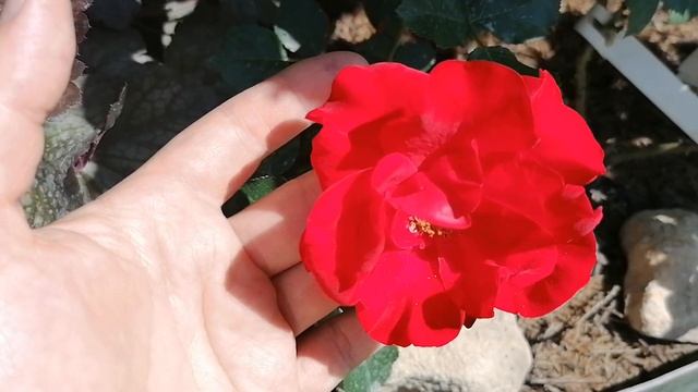 Новые розы в нашем саду 2023. Удачные и не очень. смотреть онлайн