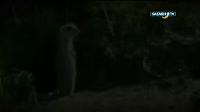 Hunting in Zaissan смотреть онлайн