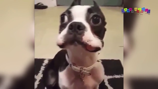 Приколы про собак. Приколы с собаками. #4 смотреть онлайн