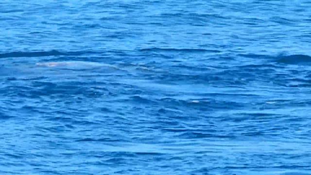 Дельфины Голубая бухта. Геленджик 2014г.