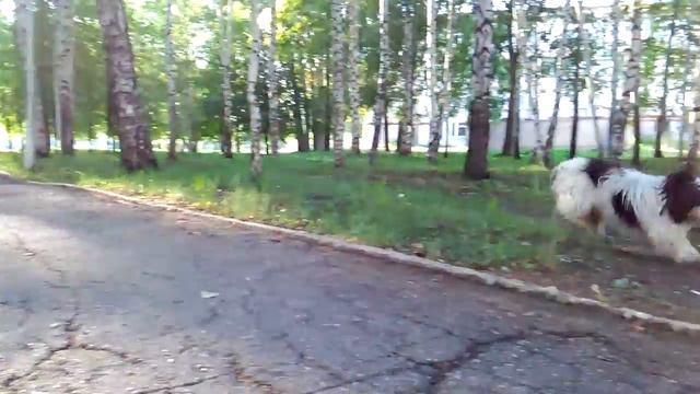 Местный Зарбазан смотреть онлайн