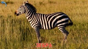 Карточки Домана. Часть 3. Животные мира