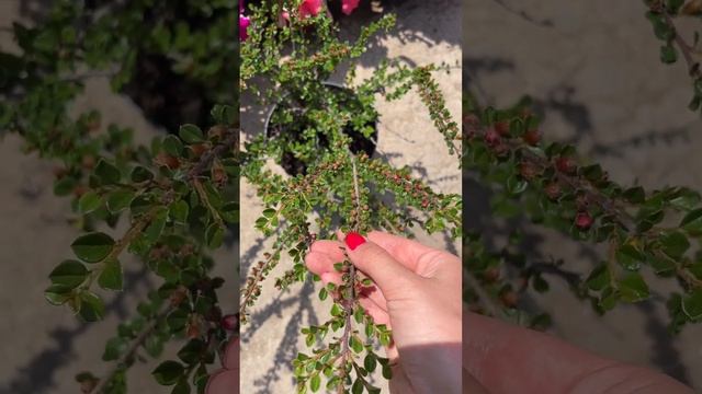 Кизильник горизонтальный 850 руб смотреть онлайн