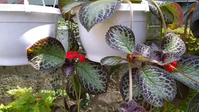 Episcia | flame violet plant care in malayalam | potting . watering . sunlight смотреть онлайн