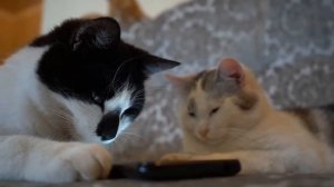 ТАЙНАЯ ЖИЗНЬ ДОМАШНИХ ЖИВОТНЫХ 2 В РЕАЛЬНОЙ ЖИЗНИ! Смешные КОТИКИ ЗАКАЗАЛИ ПИЦЦУ + Лайфхак для кота